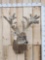 High 200 Class Whitetail Shoulder Mount In Velvet Taxidermy