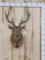 Rusa Deer Shoulder Mount Taxidermy