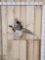 Cowboy Squirrel Riding A Flying Pheasant Taxidermy