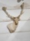 Fallow Deer Wall Pedestal Cutaway Taxidermy Mount