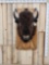 American Bison Buffalo Shoulder Mount Taxidermy