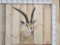 African Grants Gazelle Shoulder Mount Taxidermy