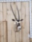 African Gemsbok Shoulder Mount Taxidermy