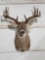 6x6 Whitetail Shoulder Mount Taxidermy
