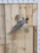 Pheasant In Flight Taxidermy