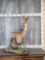Whitetail Doe Table Top Pedestal Taxidermy Mount