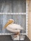 Great White Pelican Full Body Bird Taxidermy