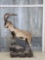 Spanish Ibex Full Body Taxidermy Mount