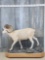 Beautiful Fannin Sheep Full Body Taxidermy Mount