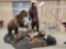 Giant Russian Brown Bear Full Body Taxidermy Mount