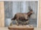 African Nyala Full Body Taxidermy Mount