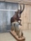 Spectacular African Sable Antelope Full Body Taxidermy Mount