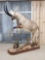 Spectacular African Roan Antelope Full Body Taxidermy Mount