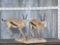 2 Thompsons Gazelle Full Body Taxidermy Mount