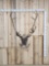 Caribou Shoulder Mount Taxidermy