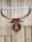 BIG Watusi Steer Shoulder Mount Taxidermy