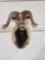 Mouflon Ram Sheep Shoulder Mount Taxidermy