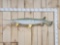 Long Nose Gar Real Skin Fish Taxidermy