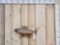 Trout Real Skin Fish Taxidermy
