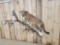 Mountain Lion Cougar Full Body Taxidermy Mount