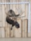 Moose Shoulder Mount Taxidermy