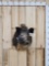 Russian Boar Shoulder Mount Taxidermy
