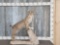 Bobcat Full Body Taxidermy Mount
