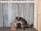 Raccoon Raiding A Bait Bucket Taxidermy