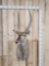 African Waterbuck Shoulder Mount Taxidermy