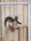 Vintage Bighorn Sheep Shoulder Mount Taxidermy