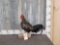 Bantam Rooster Chicken Full Body Bird Taxidermy
