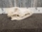Canadian Wolf Skull Taxidermy