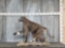 African Baboon Full Body Taxidermy Mount
