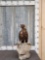 European Honey Buzzard Full Body Bird Taxidermy