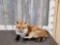 Red Fox Laying Down Taxidermy
