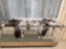 20 Jumbo Ranch Fox Tails Taxidermy