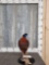 Temminick Tragopan Pheasant Full Body Bird Taxidermy