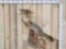 Grey Fox Leaping For A Grouse Full Body Taxidermy