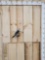 Black Wing Kite Full Body Bird Taxidermy