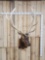 6x6 Elk Shoulder Mount Taxidermy