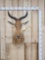 African Hartebeest Shoulder Mount Taxidermy