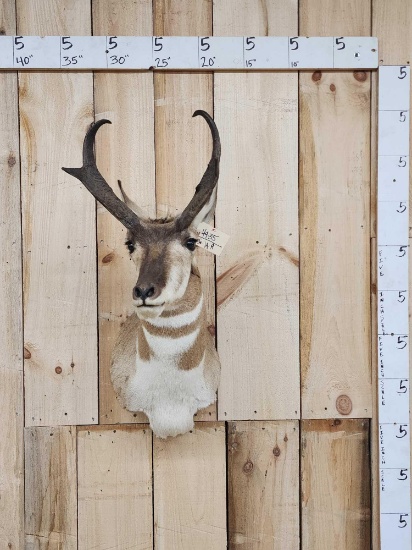 Pronghorn Antelope Shoulder Mount Taxidermy