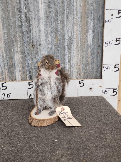Backpacking Squirrel Full Body Taxidermy