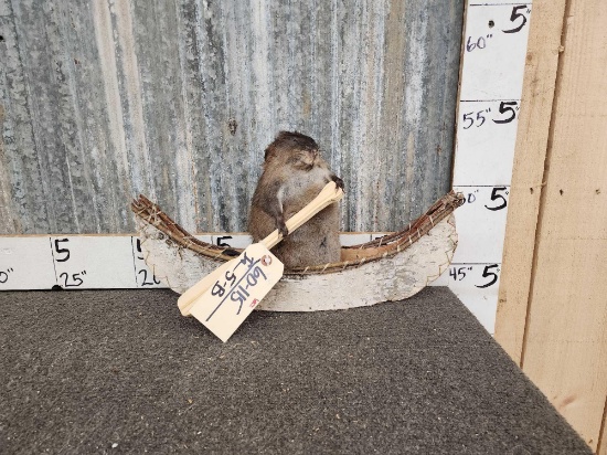 Muskrat In A Birch Bark Canoe Taxidermy