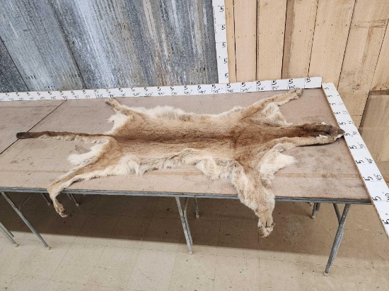 Soft Tanned Mountain Lion Fur Taxidermy
