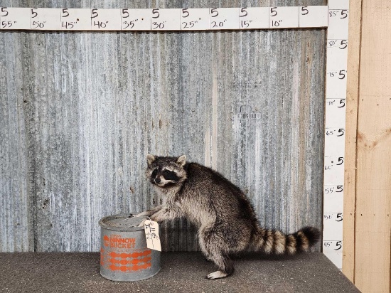 Raccoon Raiding A Bait Bucket Taxidermy