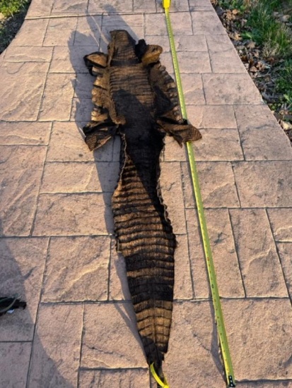 Soft Tanned Alligator Skin Taxidermy