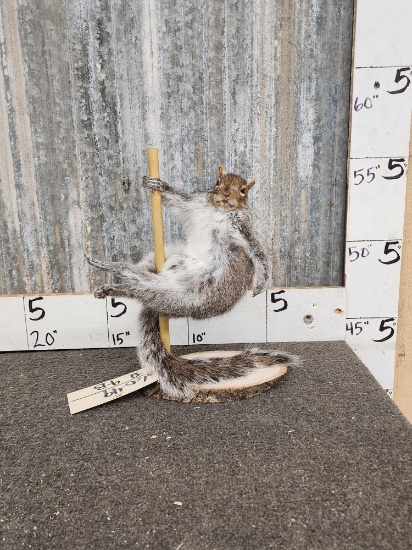 Stripper Squirrel Full Body Taxidermy