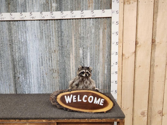 Raccoon Holding Welcome Sign Taxidermy