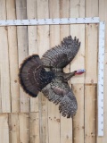 Wild Turkey In Flight Full Body Bird Taxidermy